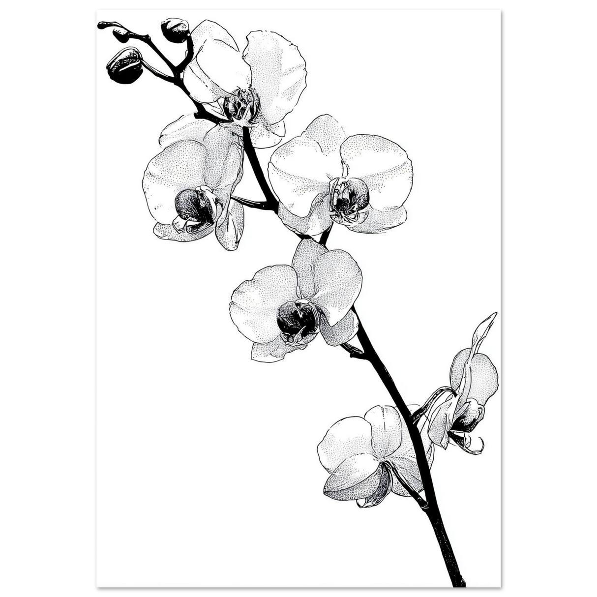 #70 x 100 cm