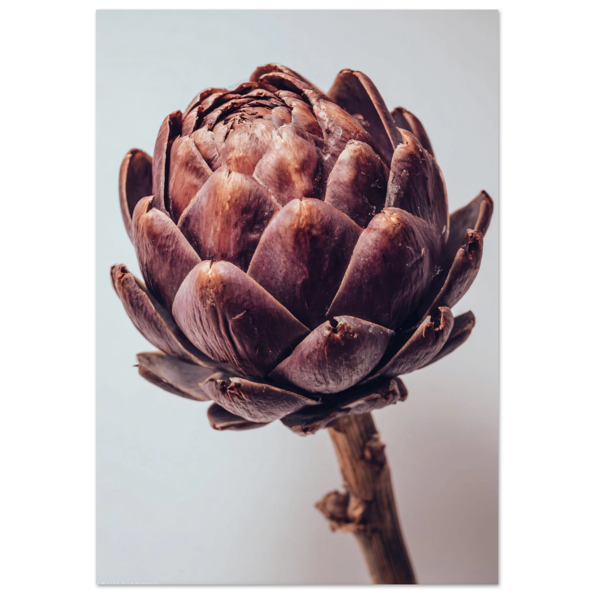 #70 x 100 cm