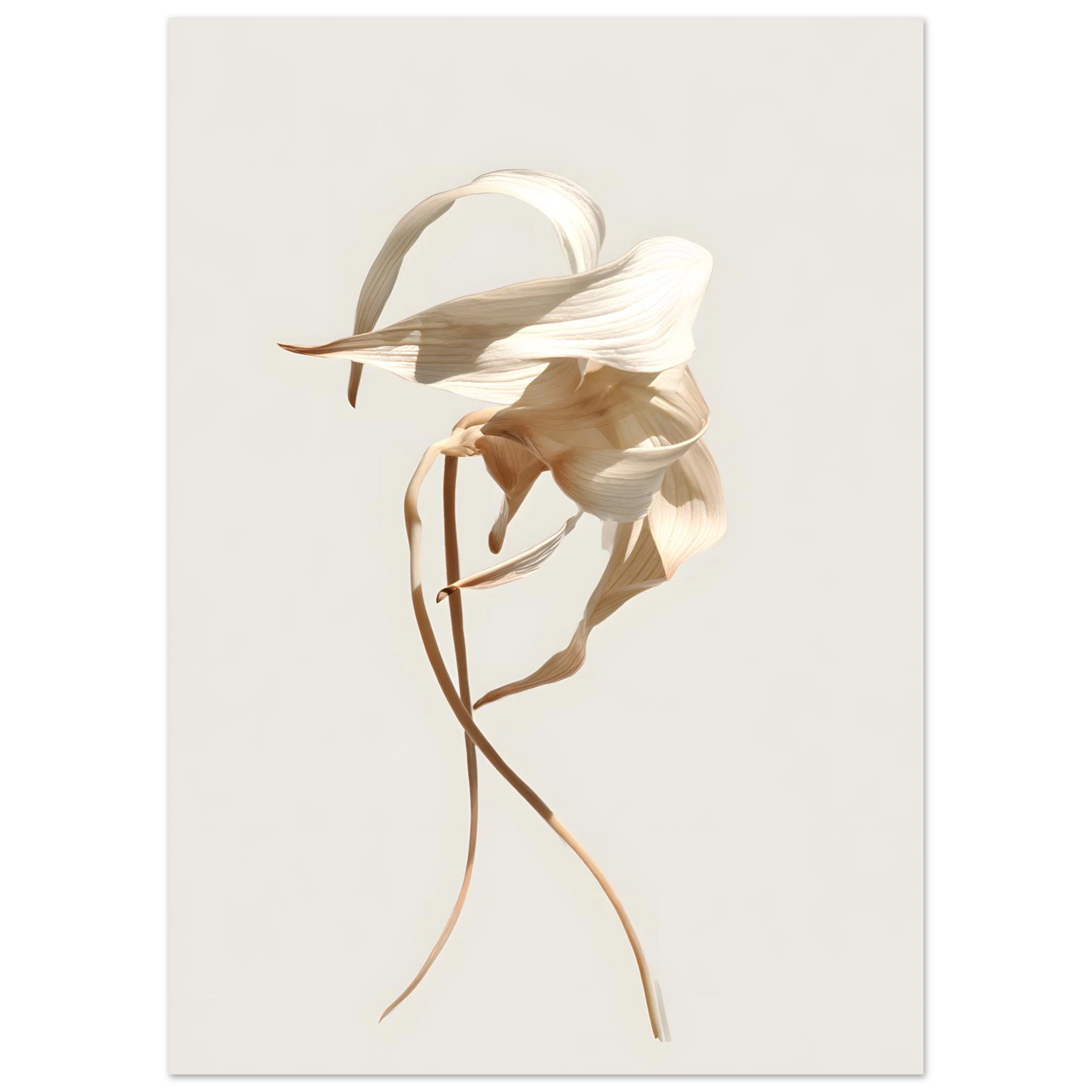 #70 x 100 cm
