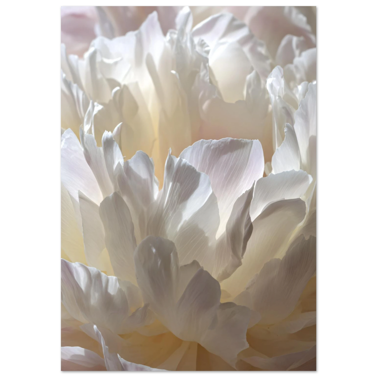 #70 x 100 cm