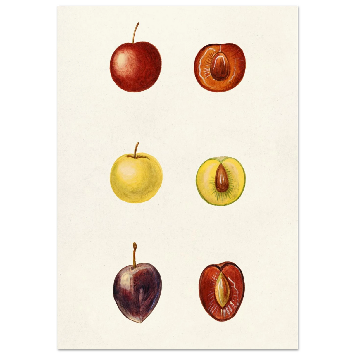 #70 x 100 cm