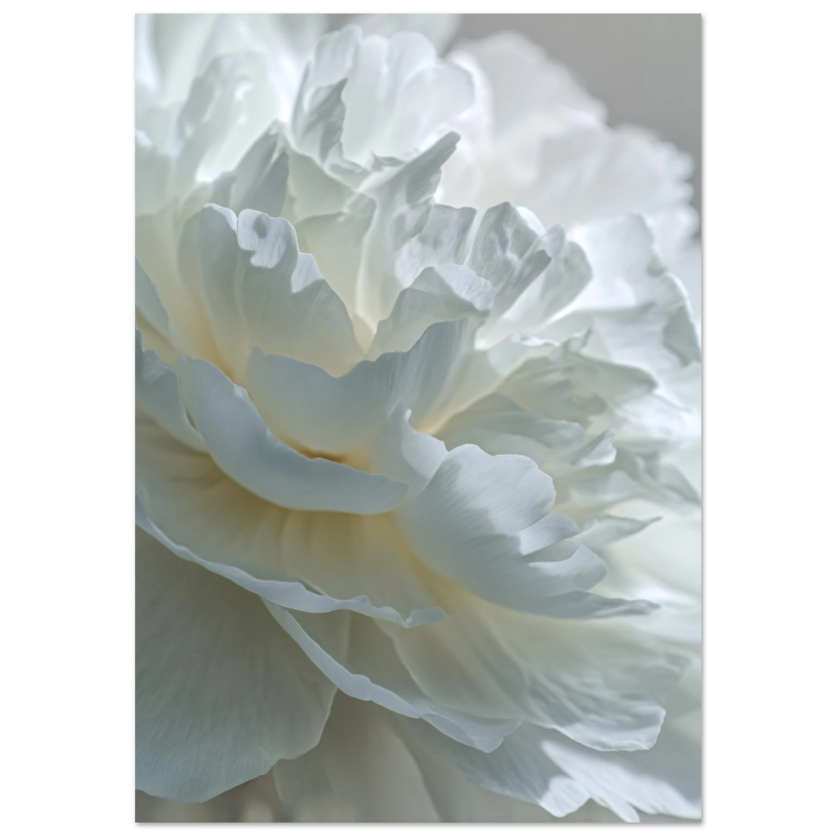 #70 x 100 cm