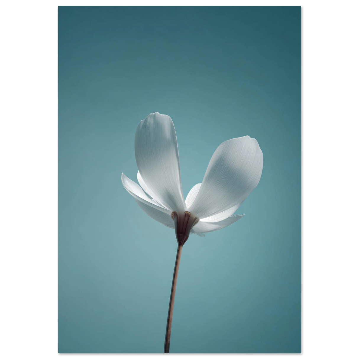 #70 x 100 cm