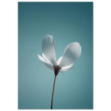 #70 x 100 cm