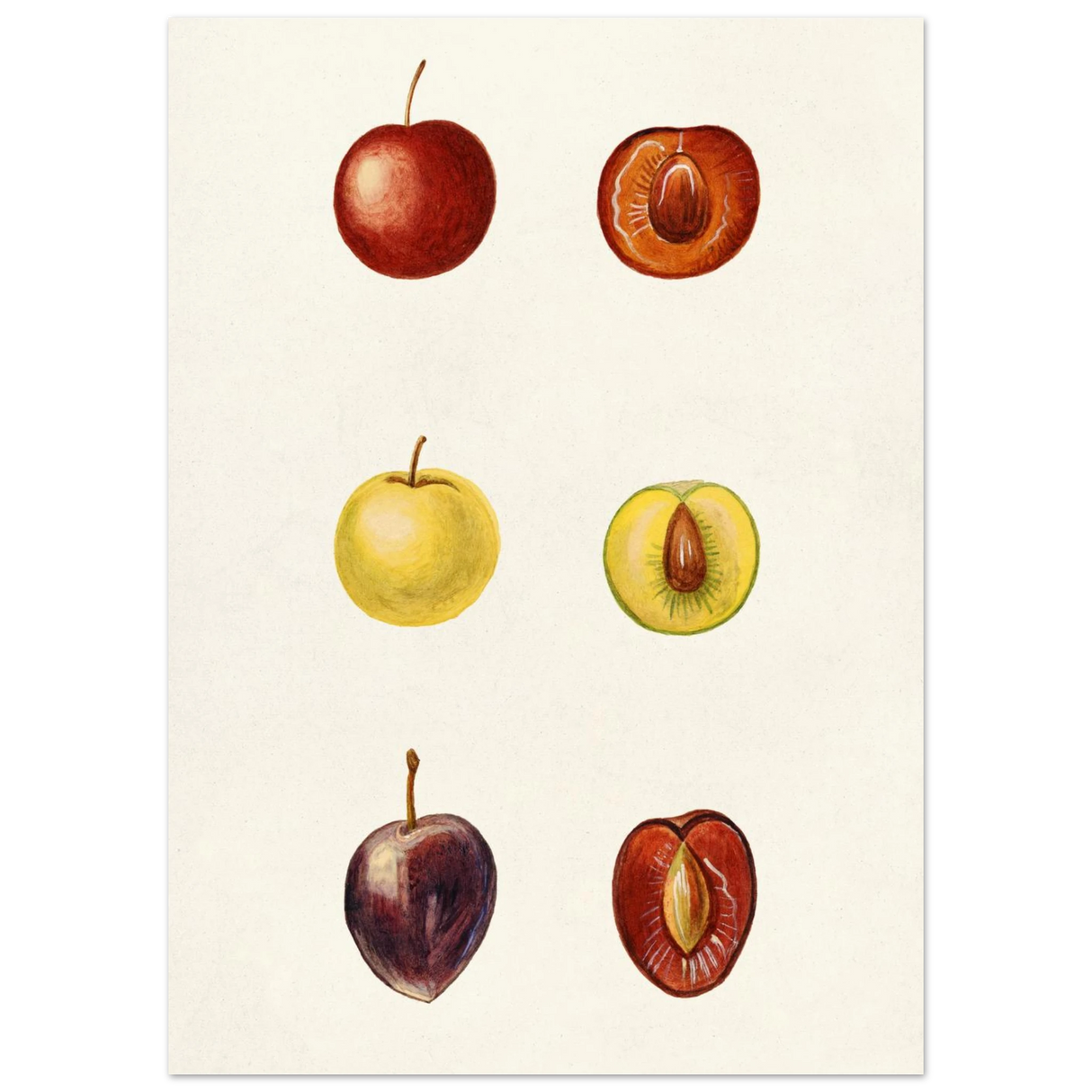 #50 x 70 cm