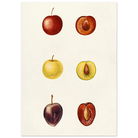#50 x 70 cm