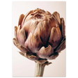 #21 x 29.7 cm