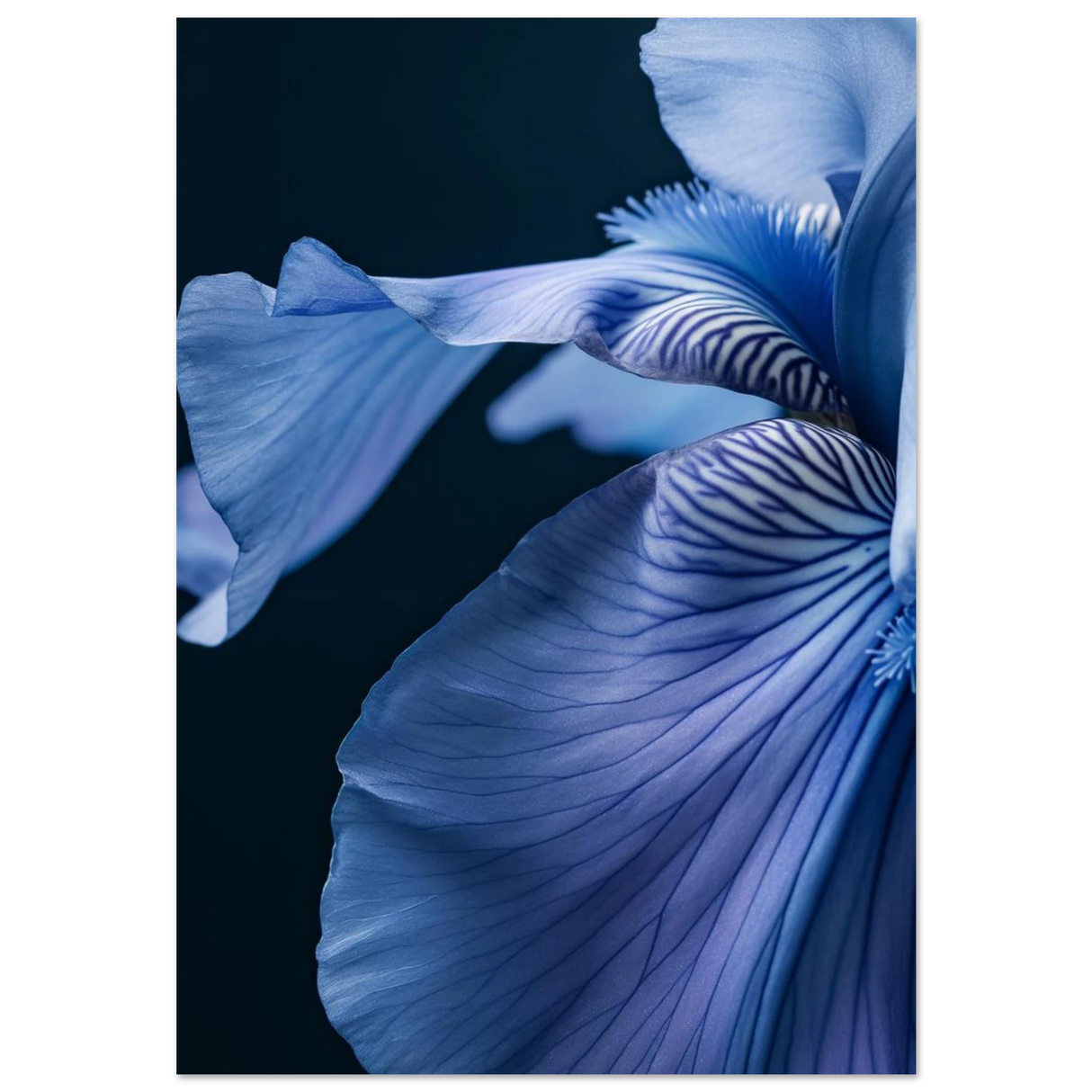 #70 x 100 cm