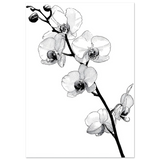 #70 x 100 cm