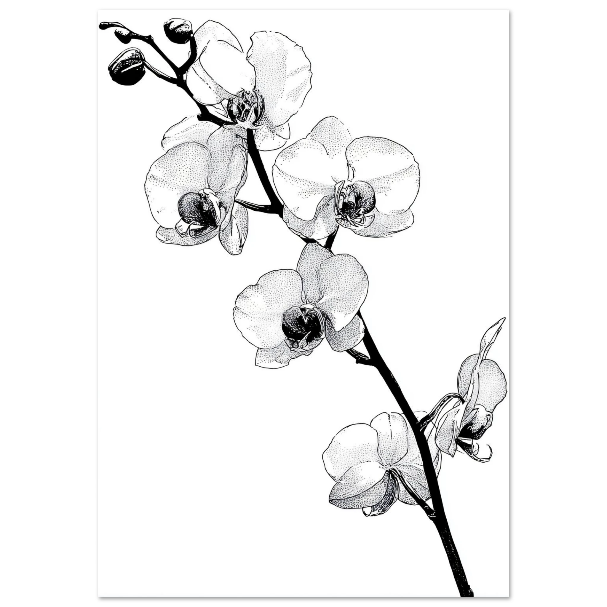 #70 x 100 cm