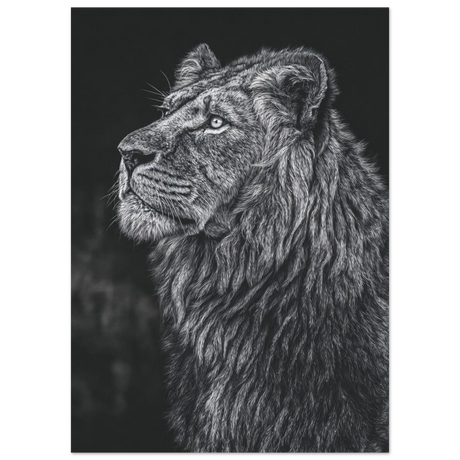 #50 x 70 cm