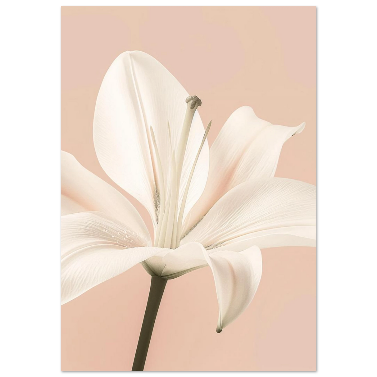 #70 x 100 cm