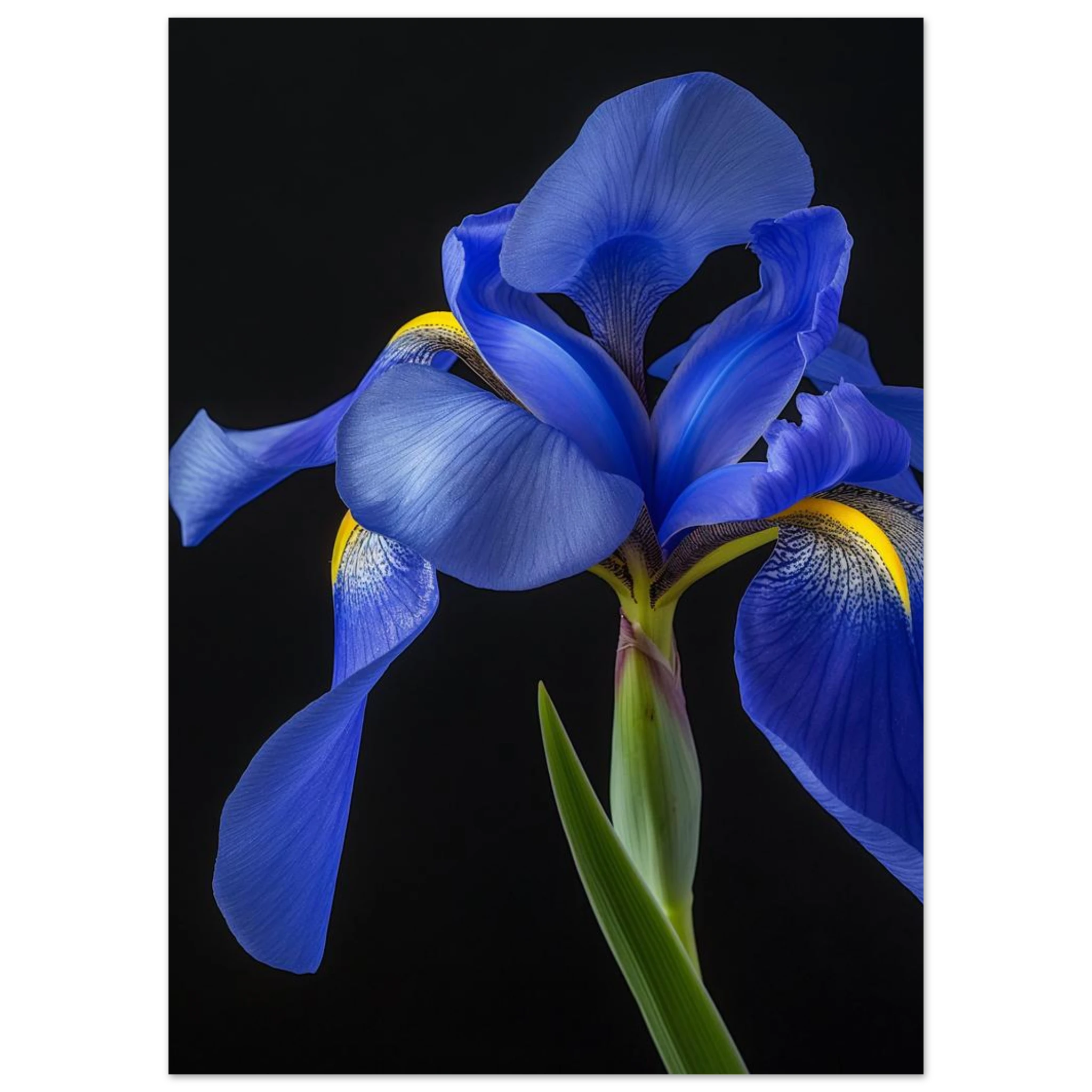 #50 x 70 cm