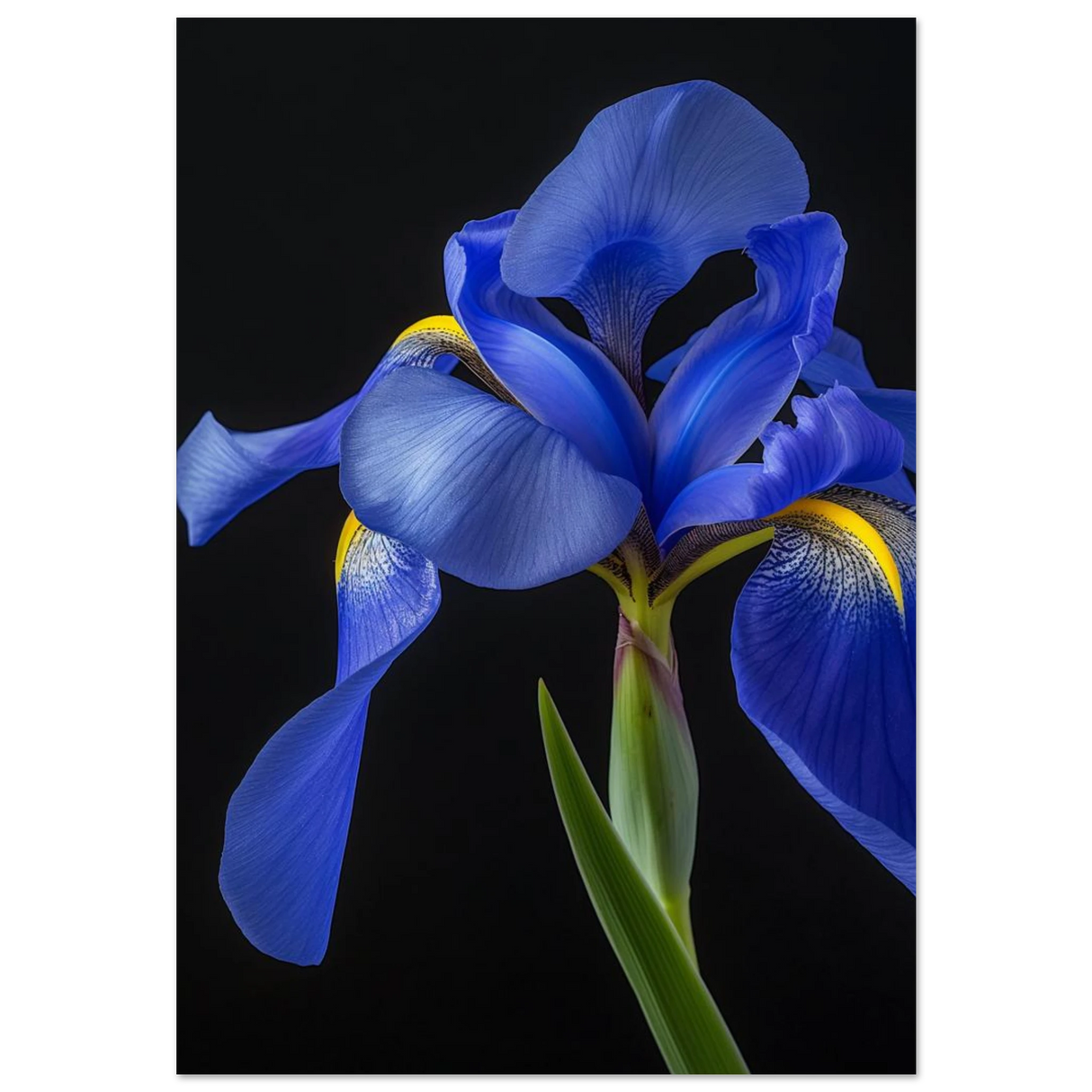 #70 x 100 cm