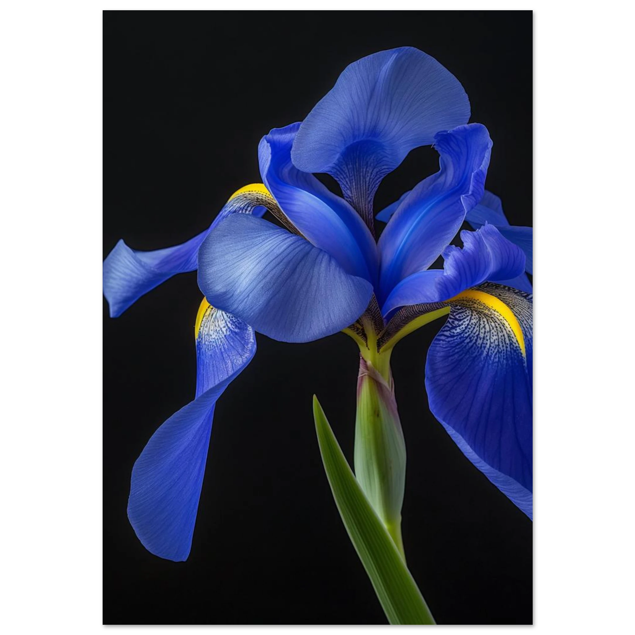#70 x 100 cm