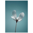 #21 x 29.7 cm