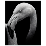 #70 x 100 cm