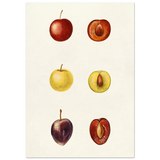 #70 x 100 cm