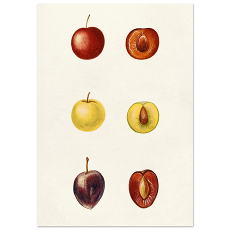 #70 x 100 cm