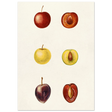 #21 x 29.7 cm