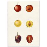 #21 x 29.7 cm