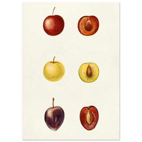 #21 x 29.7 cm