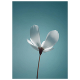 #50 x 70 cm