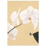 #70 x 100 cm