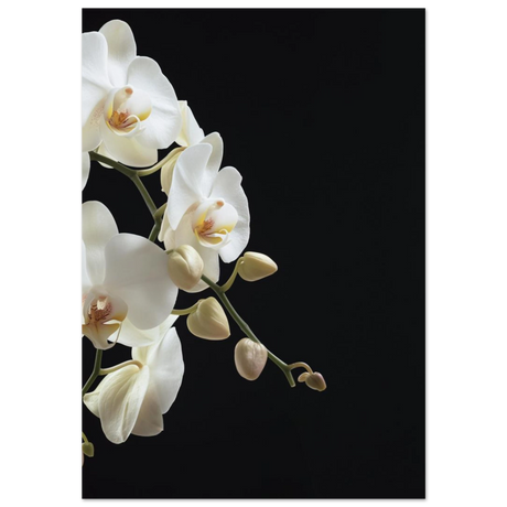 #70 x 100 cm